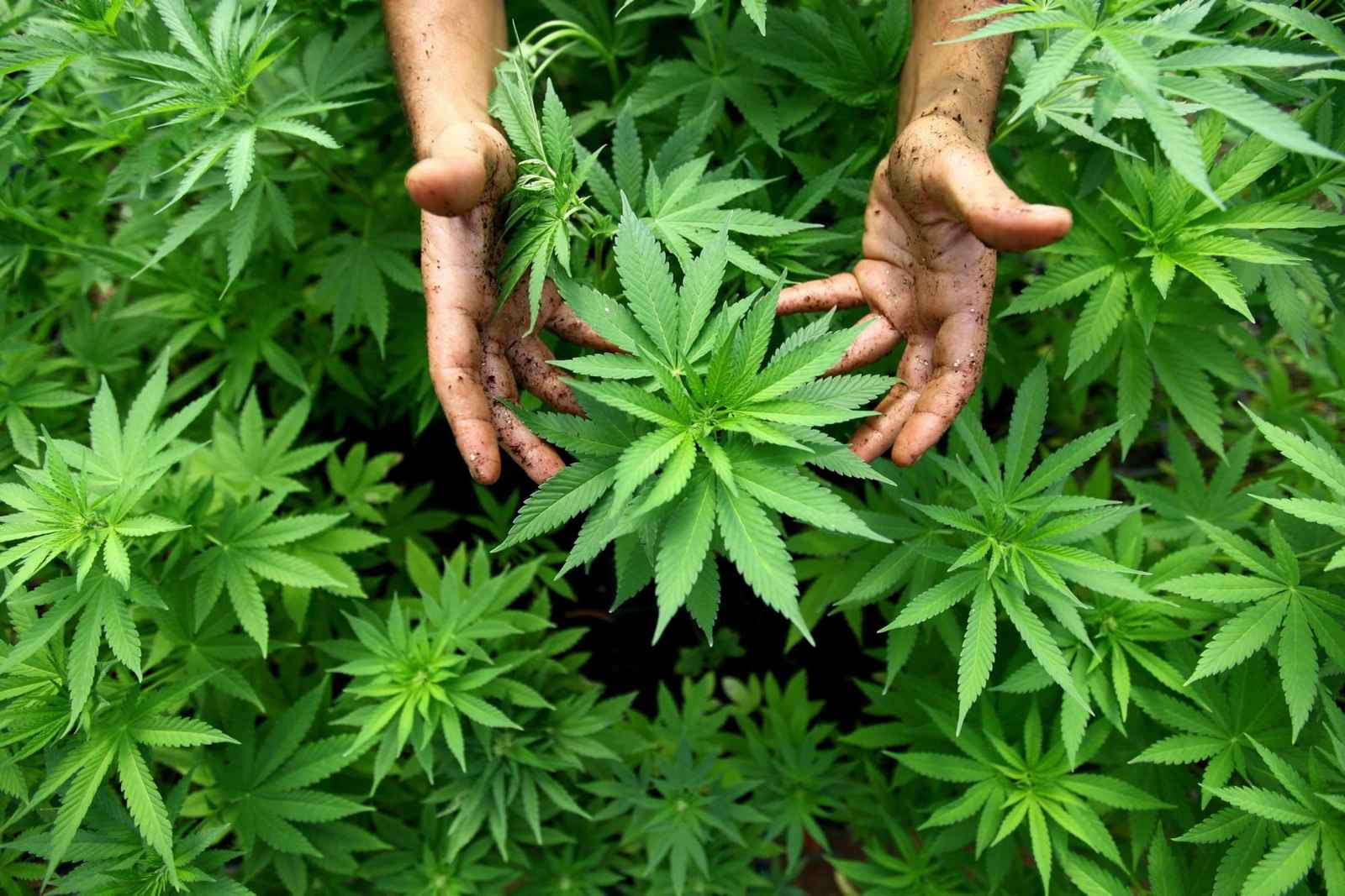 epa02310452 A worker tends to cannabis plants at a growing facility for the Tikun Olam company near the northern Israeli town of Safed on 31 August 2010. In conjunction with Israel's Health Ministry, the company currently distributes cannabis or Marijuana for medicinal purposes to over 1,800 people to help relieve pain caused by various health conditions. EPA/ABIR SULTAN ISRAEL OUT