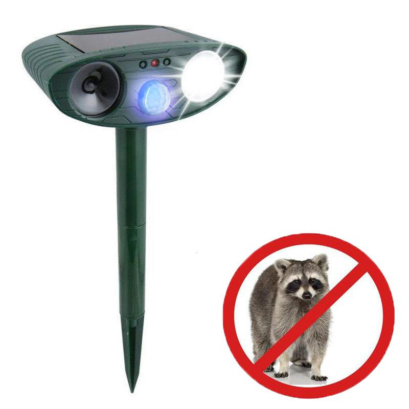Get Rid Of Raccoons In Your Backyard In 48 Hours Or It S Free