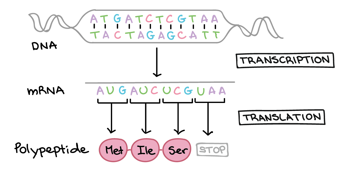 34 Label The Following Diagram Of Protein Synthesis - Label Ideas 2020
