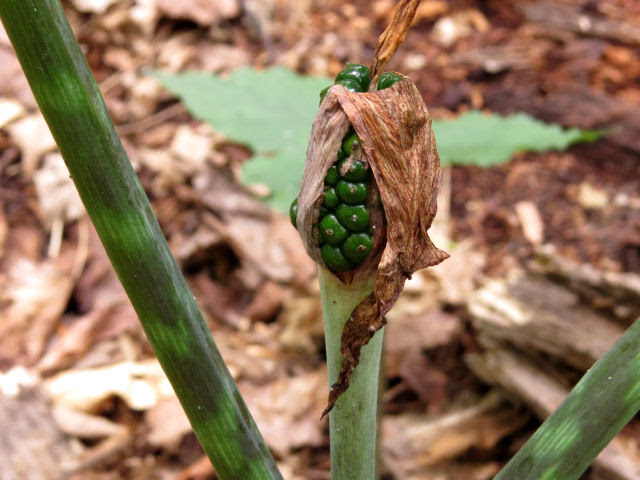 Jack-in-the-pulpit seed pods