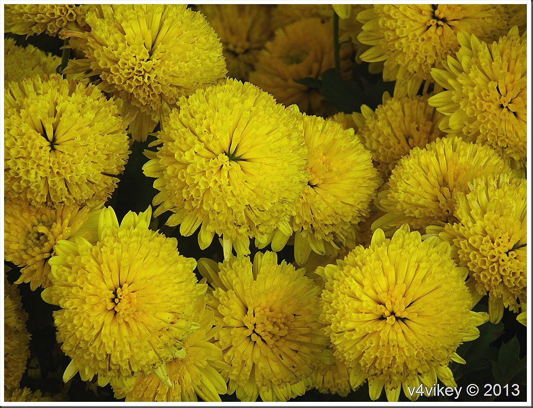 Photos of Nature: Names And Photos Of Yellow Flowers