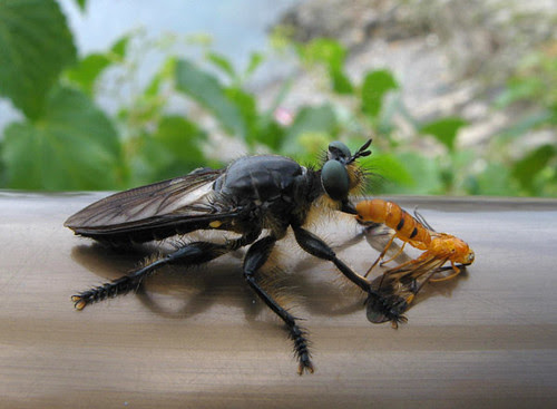 wasp