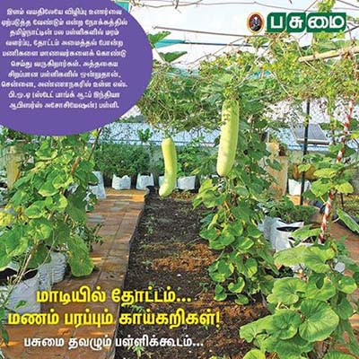 மாடித் தோட்டம்