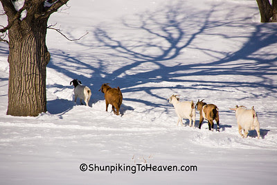 Goats Playing Follow the Leader, Vernon County, Wisconsin
