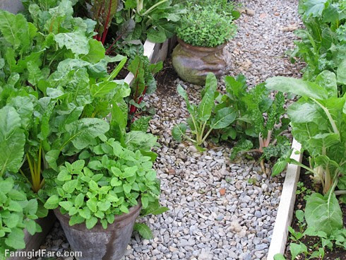 Go Green To Save Money - Growing Your Own Fresh Herbs (1) -  FarmgirlFare.com