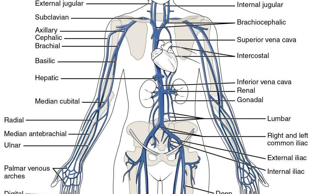 Circulatory System Major Arteries Worksheet Answers - worksheet