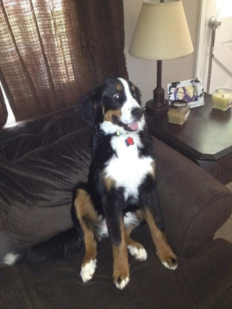 25 well, very surprised dogs