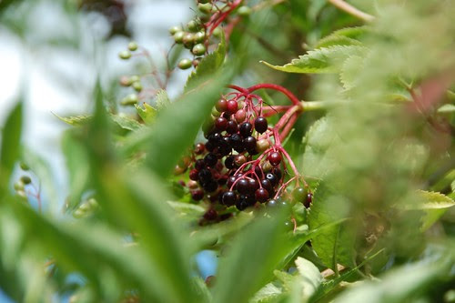 elderberries
