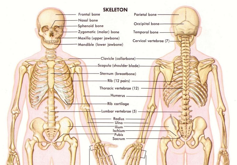Human Anatomy Bone Structure - Bone Wikipedia / The human body is a