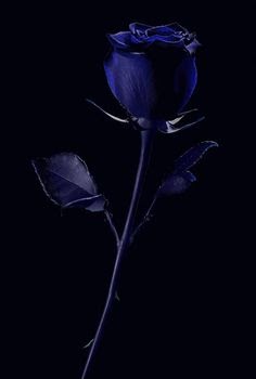 Imagenes De Rosas Azules Con Fondo Negro - leevandnbrink.blogspot.com