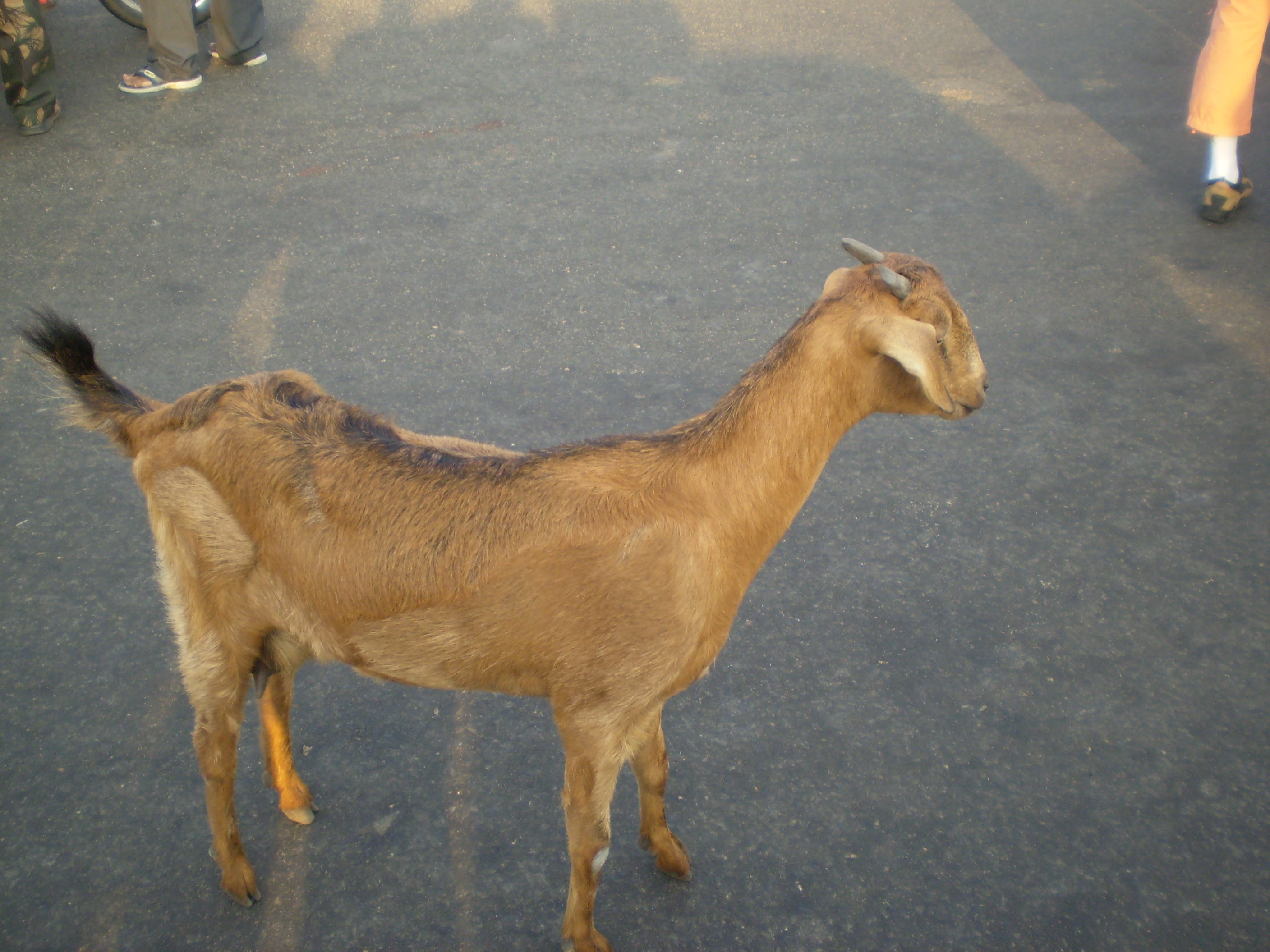goat goat