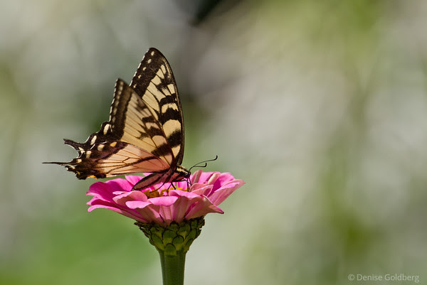 butterfly posing, perched on pink