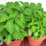 salvia-divinorum