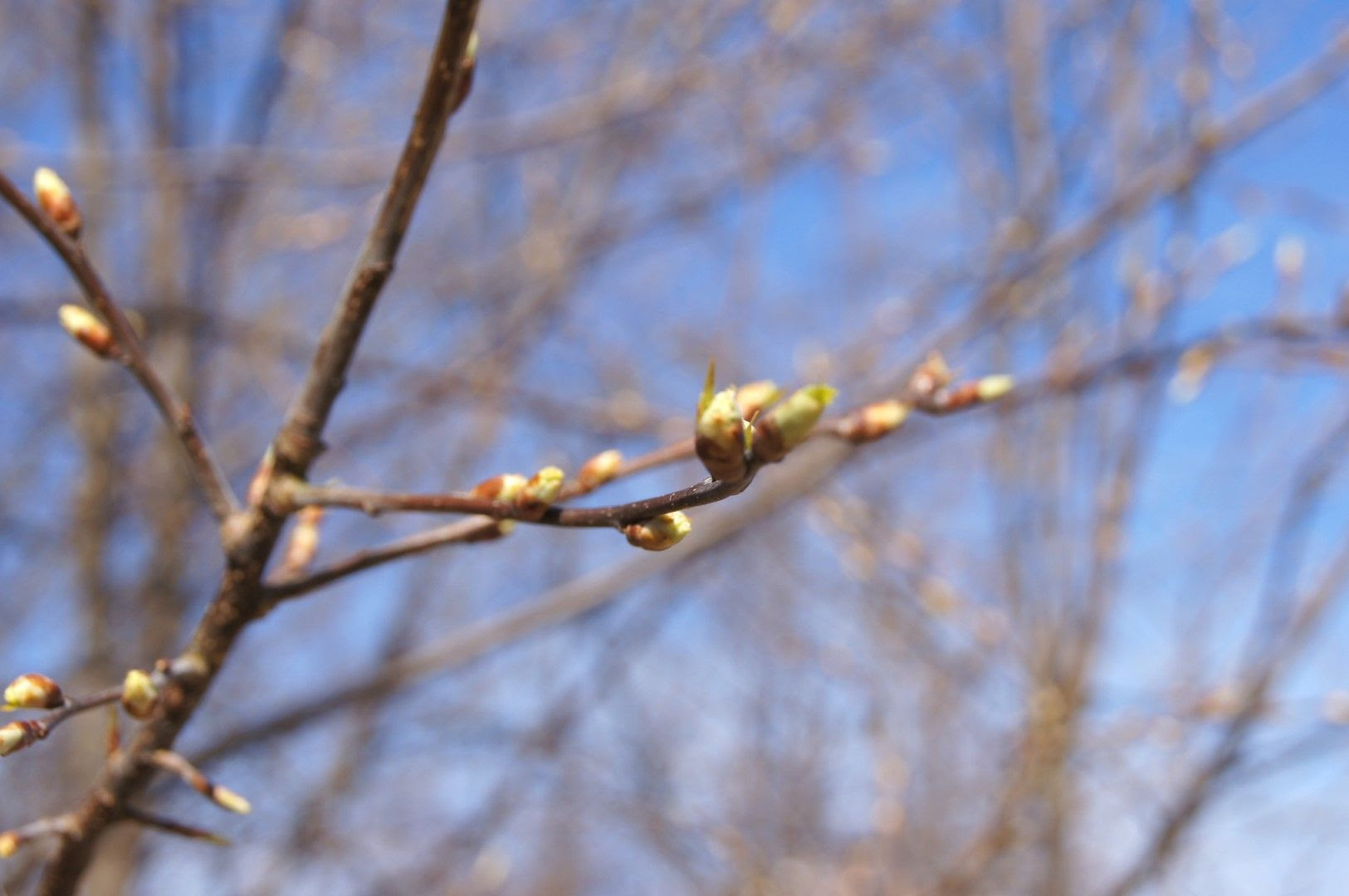 photo DSC08387Large.jpg