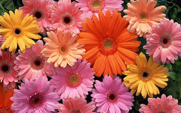 すべての美しい花の画像 ベストガーベラ 壁紙 Iphone