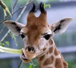 Giraffes: Life cycle & Reproduction