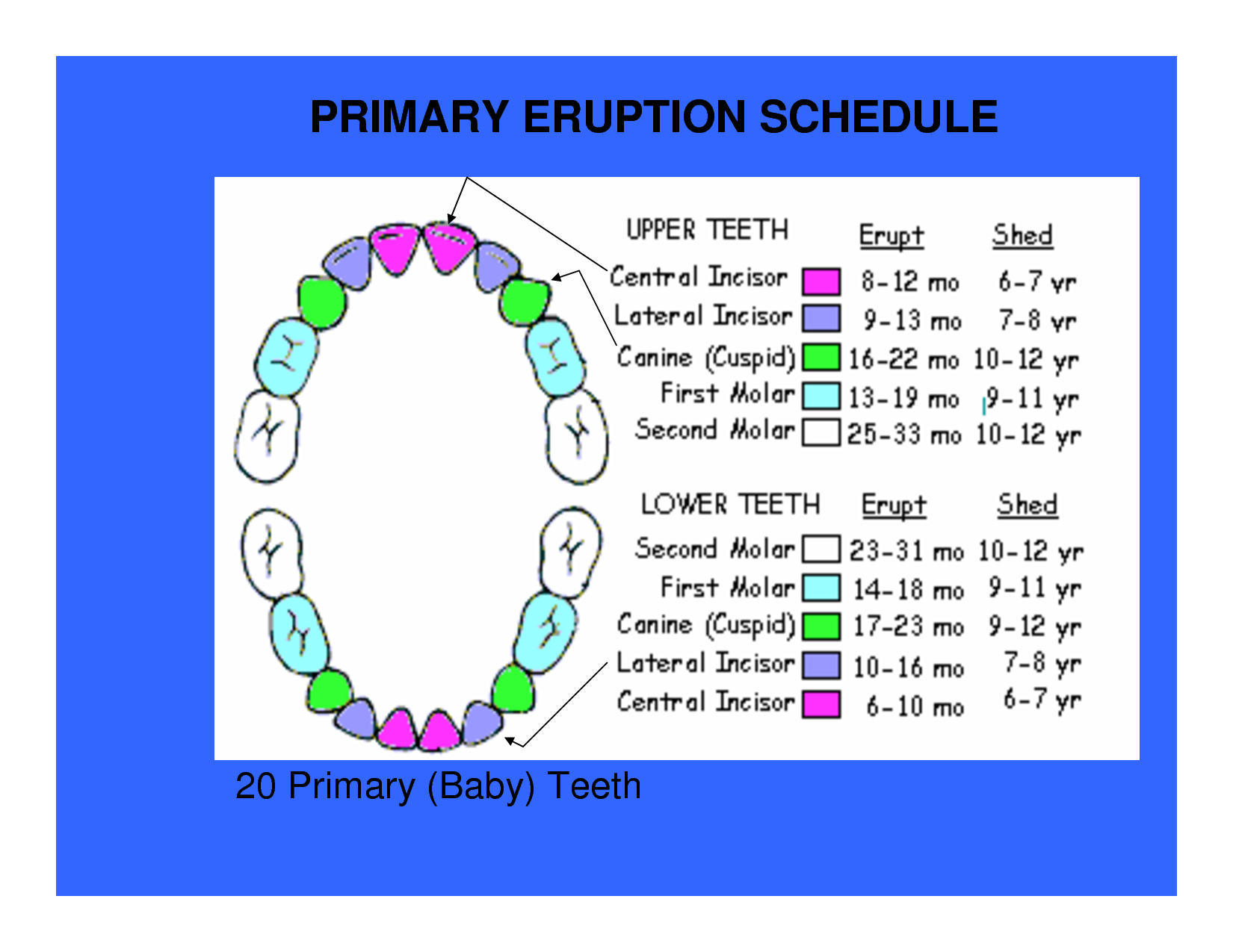 What Age Do Your Teeth Start Falling Out - TeethWalls