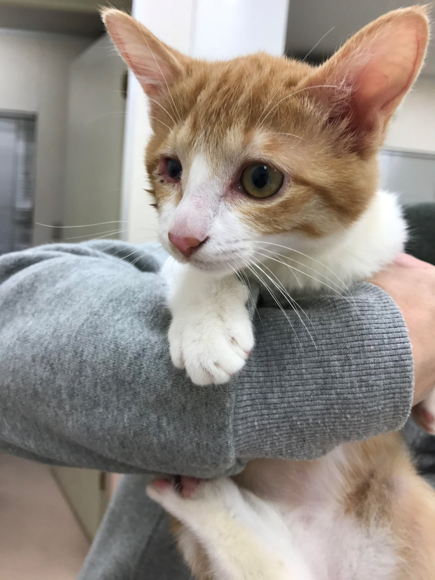 里親さん！募集中です！ 横浜市動物愛護センターで新しい家族との 横浜 市 猫 里親 Sparkyllwo43bf