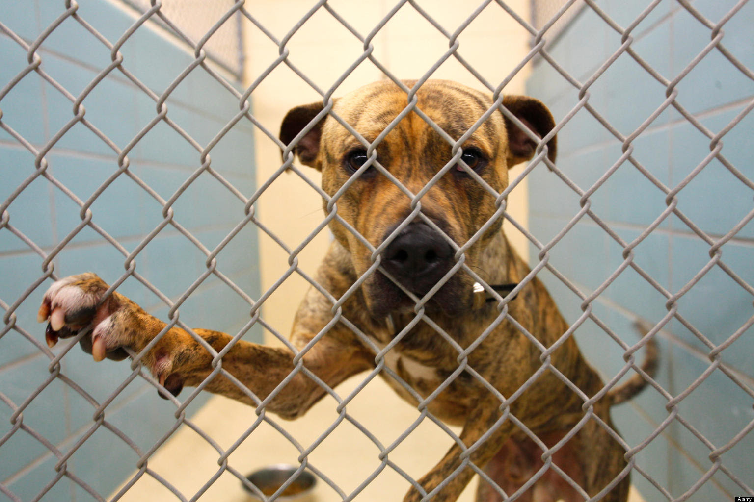 Animal Shelter Testing LA Officials Contemplate So Called Animal Shelter Testing LA Officials Contemplate So Called