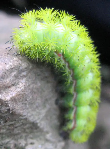 10 Beautiful Yet Toxic Caterpillars Io moth caterpillar1 10 Beautiful Yet Toxic Caterpillars