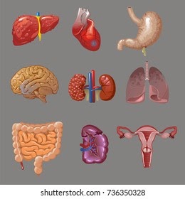 Internal Body Parts Of Woman / Female Human Internal Organs Vector