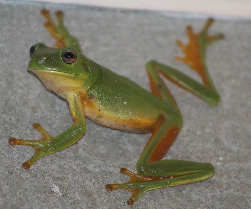 Litoria caerulea