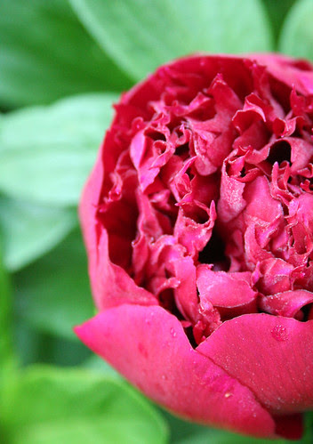 the first dew drenched peony