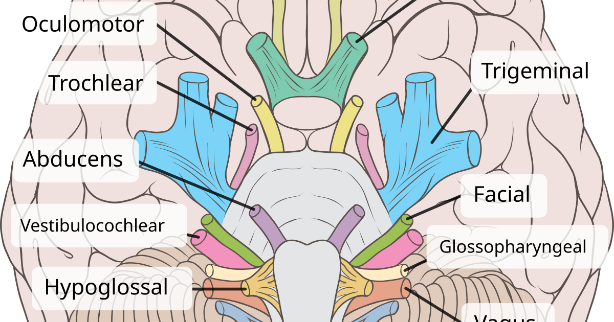 Are There Nerves In The Brain