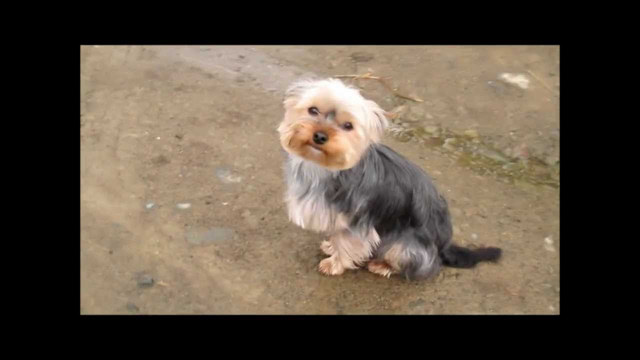 Male Yorkie Hairstyle Sumpah Y