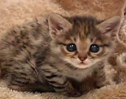 新着世界 一 可愛い 子猫 最高の動物画像
