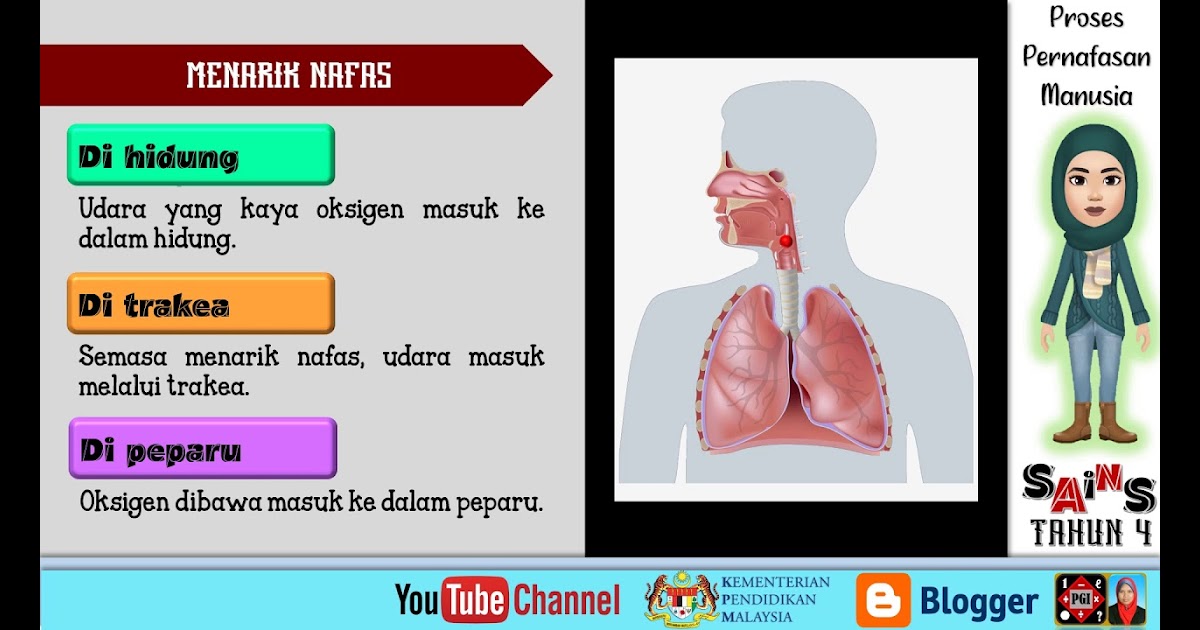 Organ Pernafasan Sistem Pernafasan Manusia Tahun 4 / Sains Tahun 4