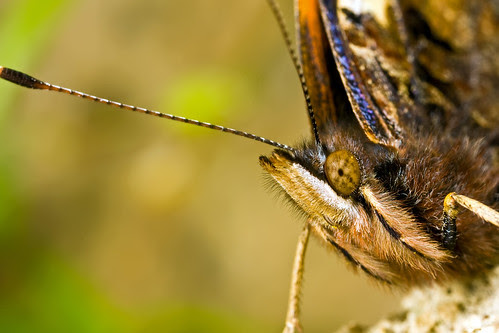 Butterfly March 2008 series 1-3