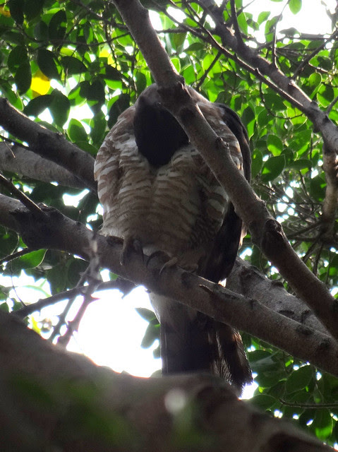 鳳頭蒼鷹/無限台南