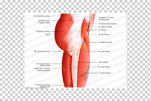 Leg Tendon : Muscles Of The Posterior Leg Attachments Actions