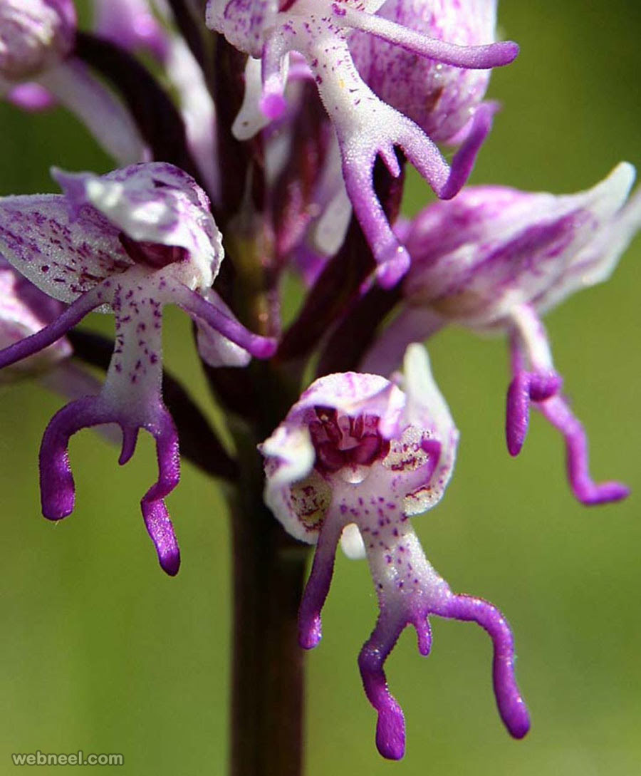 Weird flower orchids like monkeys Weird flower orchids like monkeys