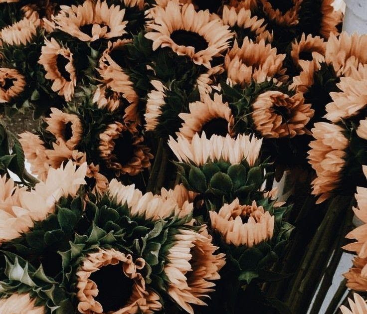 Aesthetic Floral Wallpaper 28 Best Flowers Iphone Wallpapers