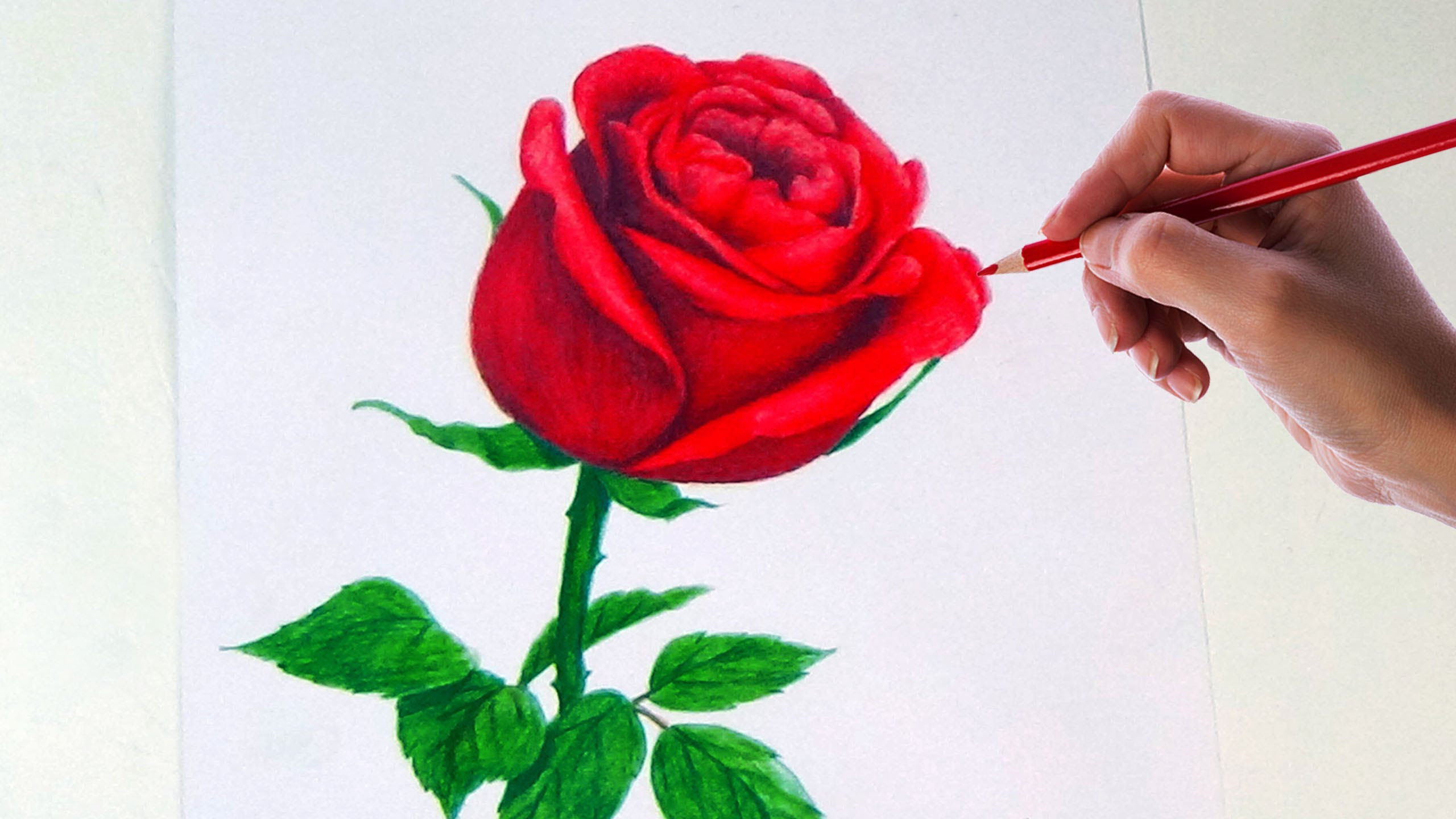 Pencil Drawing Of Rose Flower - Rectangle Circle