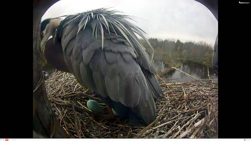 Great Blue Heron Laying Egg