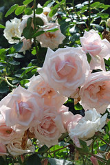 Elizabeth Park Rose Garden