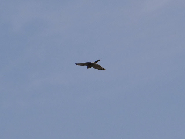 鳳頭蒼鷹/無限台南