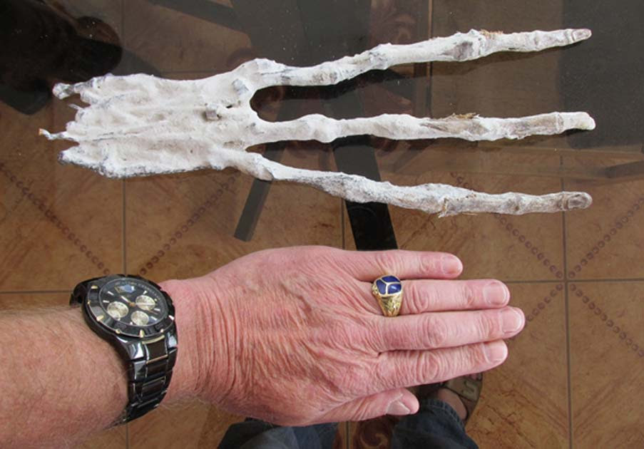 A mummified three-fingered hand with eight inch fingers has been found in a Peruvian tunnel in the desert. While first inspection may lead one to conclude that it is nothing more than an imaginative man-made creation, examination by a physician in Cusco, Peru, revealed that it is composed of skin and bone, with six bones in each finger. 