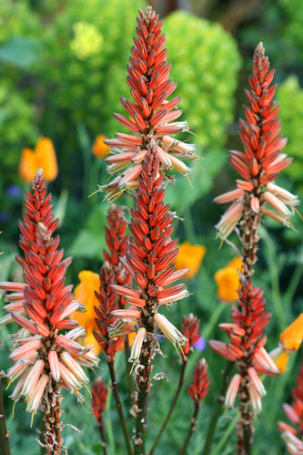 Aloe vanbalenii