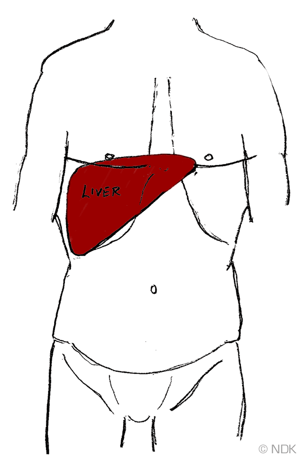 Liver Diagram In Body / regions of abdominal area liver pain images