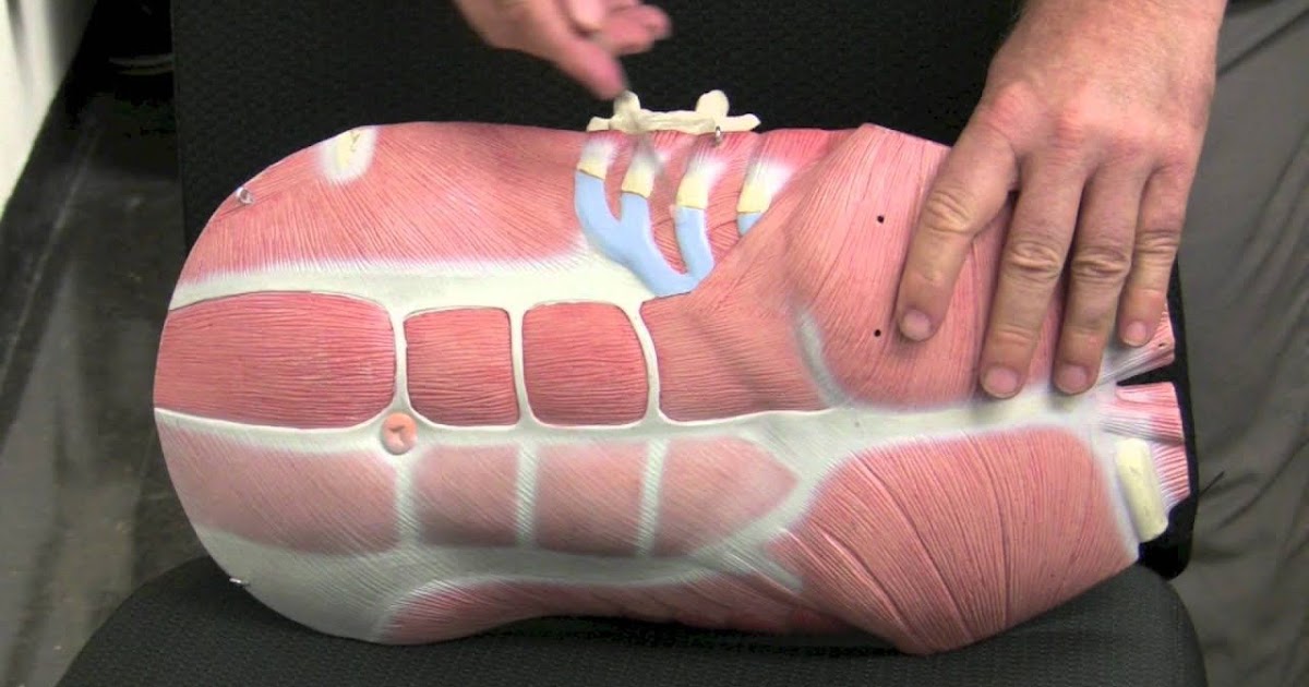 Muscles Of The Chest And Abdomen Labeled / Anatomy Posters