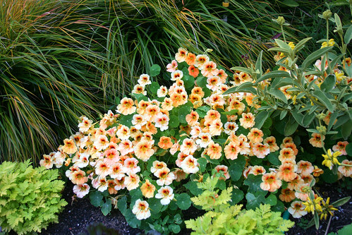 nasturtium evelyn, second gen.