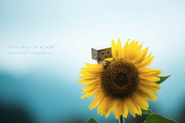 すべての花の画像 元のダンボー 壁紙 イラスト