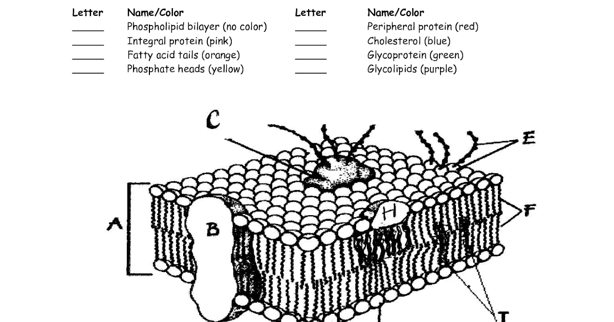 Cell Membrane And Transport Graphic Answer Key - Home School