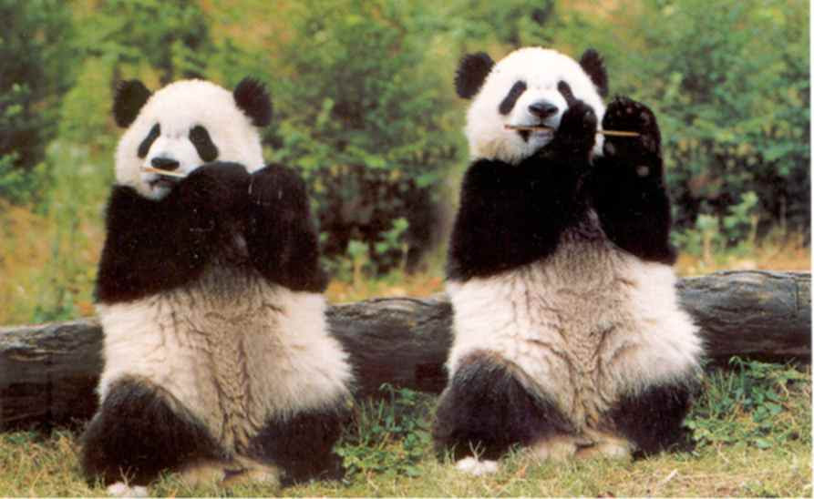 http://filmcrithulk.files.wordpress.com/2011/05/panda1.jpg