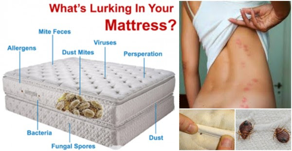 bugs bed rid mattress diy bedbugs mites yourself fast bedroom does dust know instructions wiki