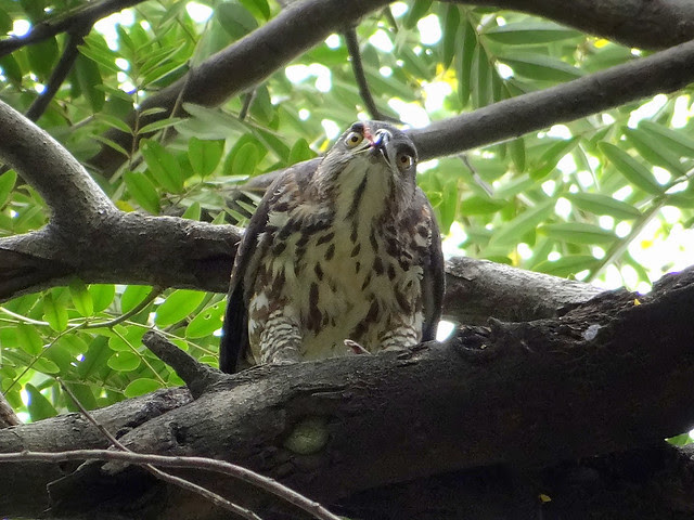 鳳頭蒼鷹/無限台南